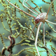 A ‘squat lobster’ chilling amidst branches of Gorogonian octocoral.